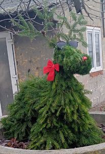 Sun Nov 30 Evergreen Reindeer 251130172